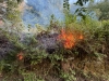 Waldbrand04072026